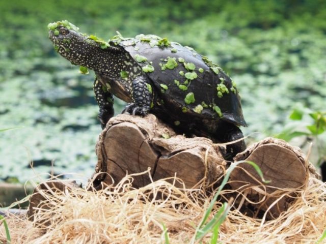 Artenbeschreibungen - Wasserschildkroeten Ibbenbüren