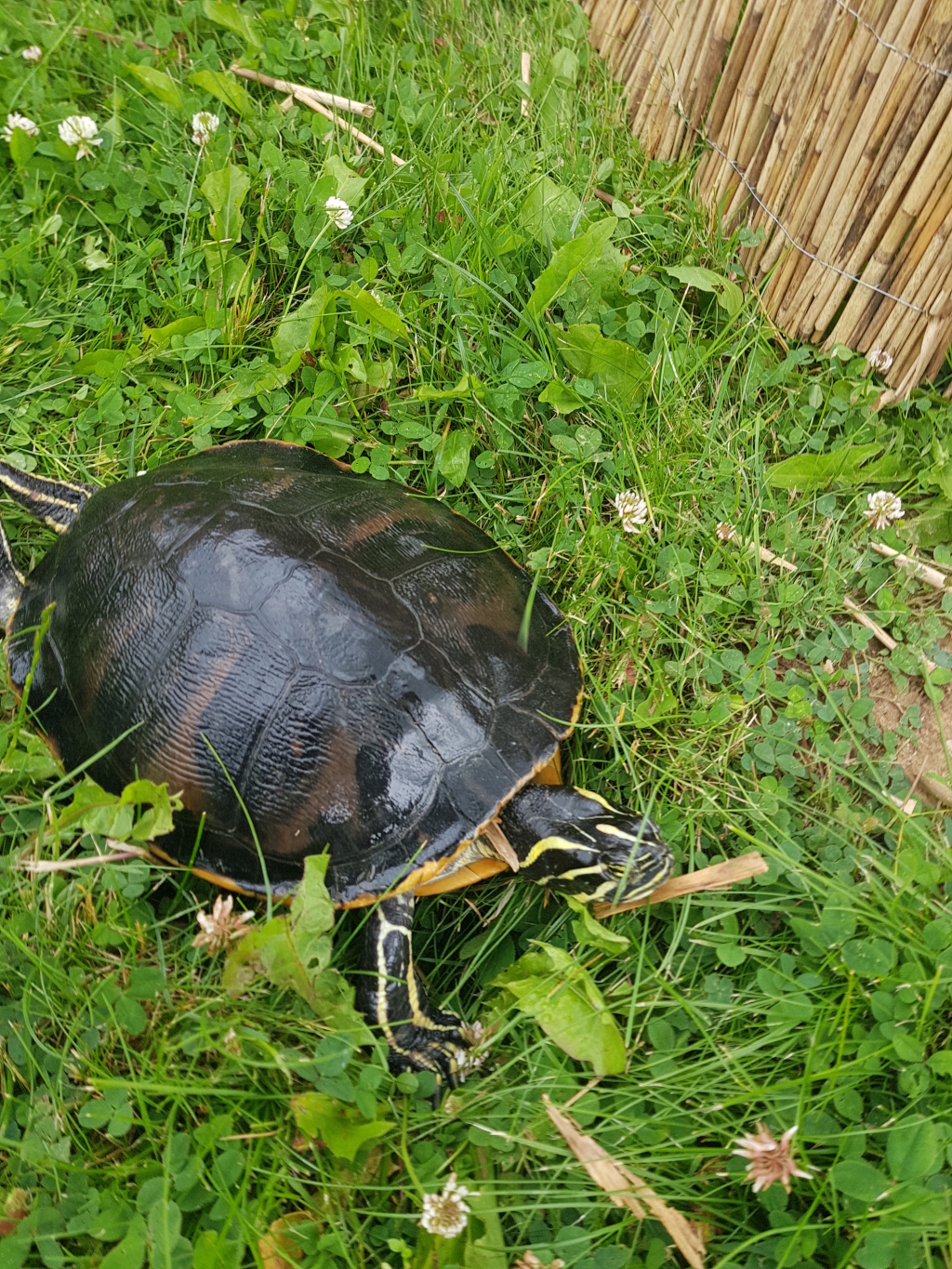 Florida-Rotbauch-Schmuckschildkröte - Wasserschildkroeten Ibbenbüren