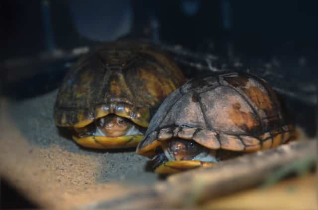 Kinosternon Leucostomum Weissmaul Klappschildkrote Haltung