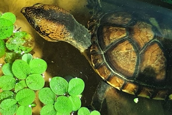 Kinosternon Leucostomum Weissmaul Klappschildkrote Haltung